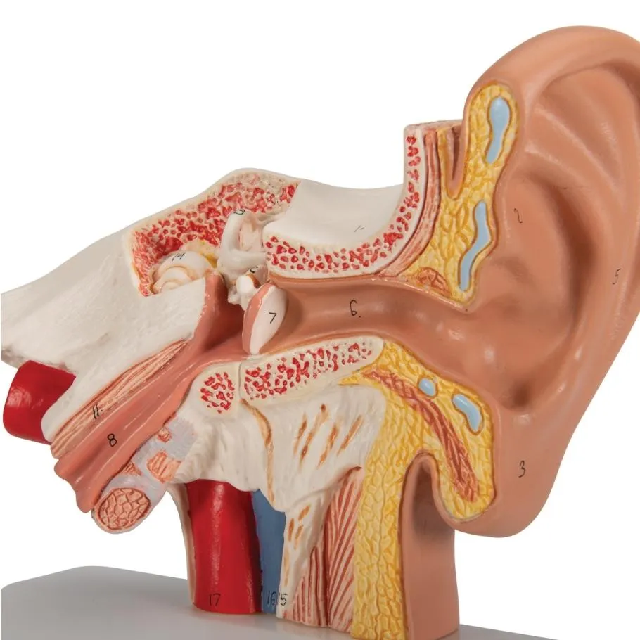 Ear Model for Desktop, 1.5x Life Size