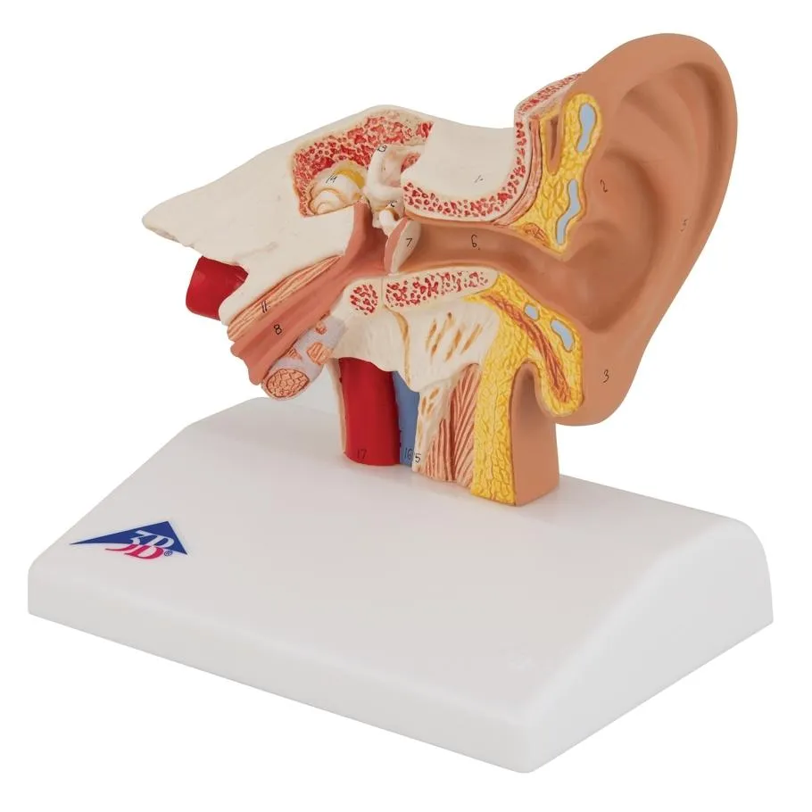 Ear Model for Desktop, 1.5x Life Size