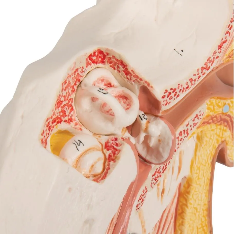 Ear Model for Desktop, 1.5x Life Size