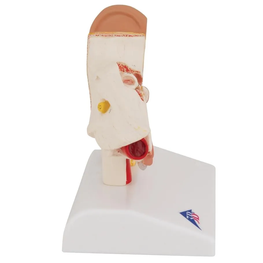 Ear Model for Desktop, 1.5x Life Size