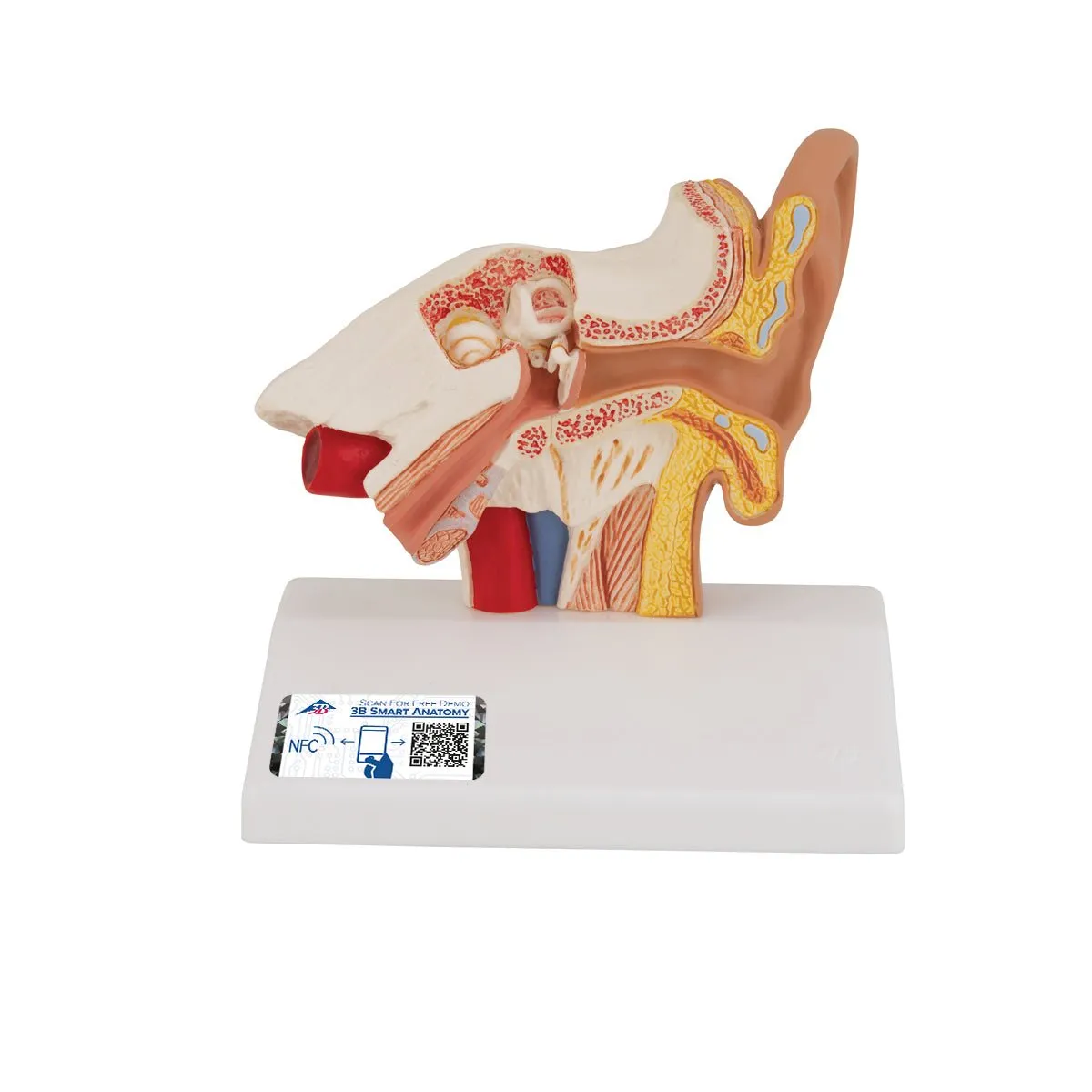 Ear Model for Desktop, 1.5x Life Size