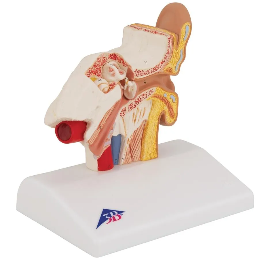 Ear Model for Desktop, 1.5x Life Size