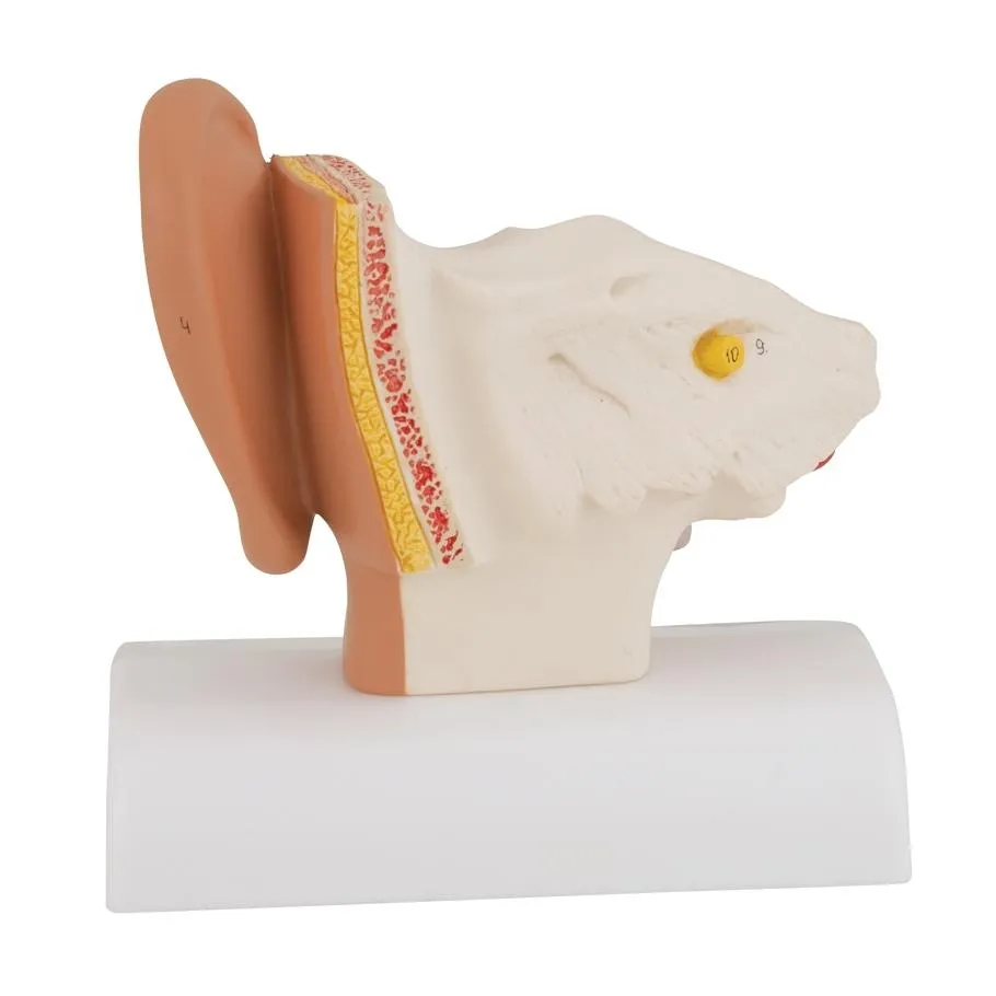 Ear Model for Desktop, 1.5x Life Size